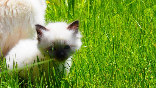 Au coucher du Soleil