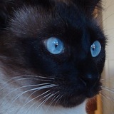 Les yeux bleus