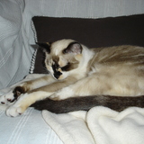 chipie