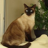 FIDJI