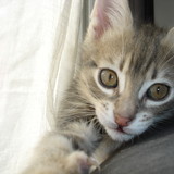 whisky