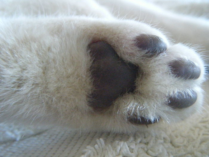 J Aime Caresser Les Coussinets De Chat Sur Le Forum Blabla 18 25 Ans 16 01 16 00 27 50 Jeuxvideo Com