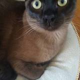Camilio