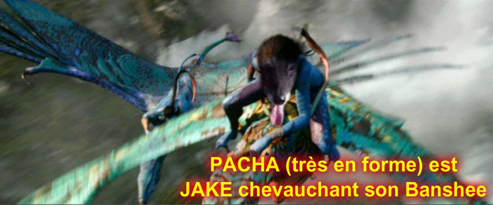 *, photo du groupe «&nbsp;DISNEYPETS TOONS LIVE&nbsp;»