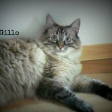 Gillo 