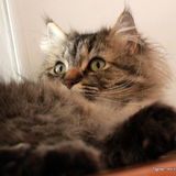 Tigrou ... mon petit prince
