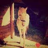 Pachto