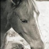 myel