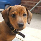 alfie