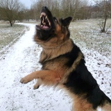 attrape la boule de neige 
