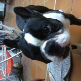 darko