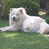 Aiyana (Fleur éternelle)