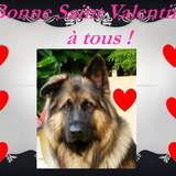 bruno souhaite une bonne Saint Valentin !
