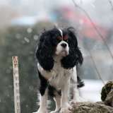 Eizer
