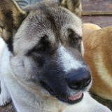daiko 