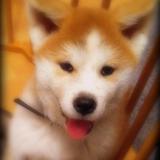 hoshi