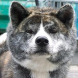 Satoshi
