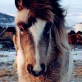 ♪ le cheval en citation ♪