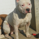 HARKO