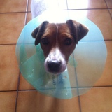 J'ai une cloche sur la tête !
