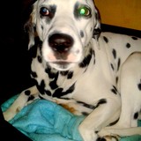 Fallon ♥