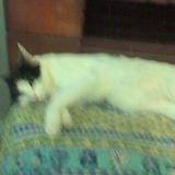 tilou