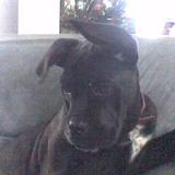 leyka chien de mon jeune fils
