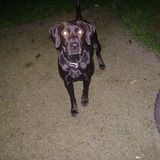la team des labradors croisé
