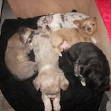 attention bb chichis a vendre!!!