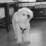 watson