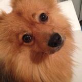 Gizmo