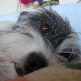 LOLA