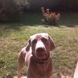 Diabolo