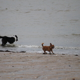 gaomi et tomy 