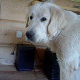 Zako