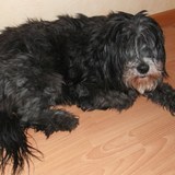 Sanson