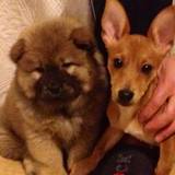 Horeo & Hiloa 