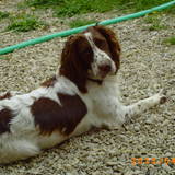 Gypsie
