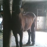 Zairo