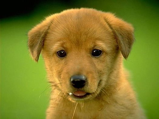 team des plus mignons chiots - Yummypets