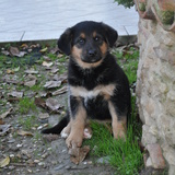 Helfy