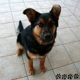 Helfy