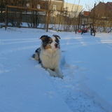 Heïvy dans la neige !