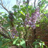 notre petit arbre de lilas