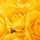 de belles roses jaunes