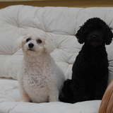 Cassie-Neige et Diorella