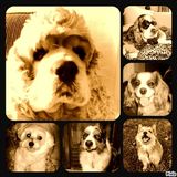 montage de mon beau Spinoza &hearts; :)