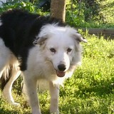 Apache