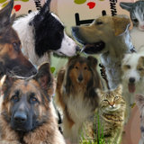 Montages de vous tous !