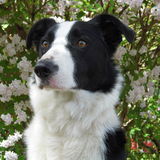 Taz
